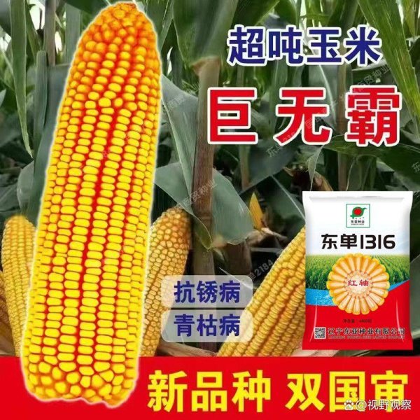 易倍策略 东单1316玉米种子：全区域适配的高产抗逆新选择