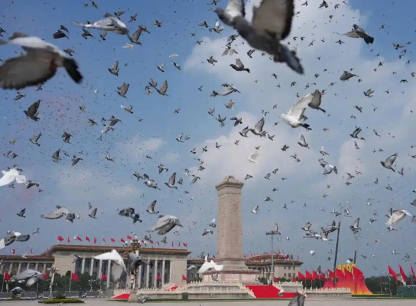 牛博士 参加阅兵后，信鸽如何找到回家的路？